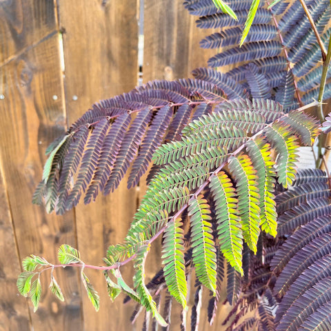 Albizia 'summer chocolate'