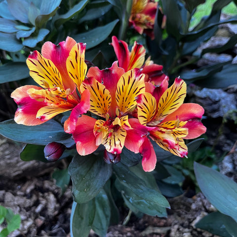 Alstroemeria 'indian summer'