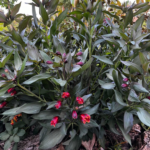 Alstroemeria 'indian summer'