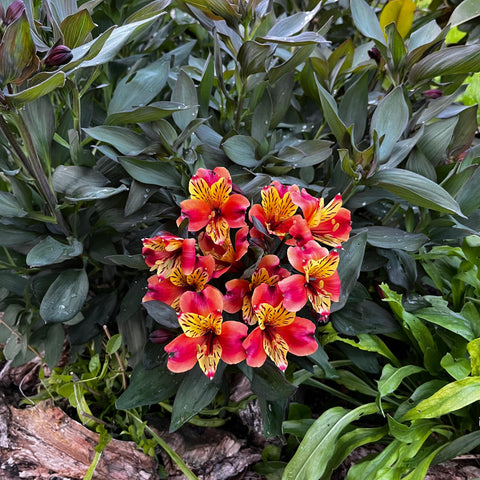 Alstroemeria 'indian summer'