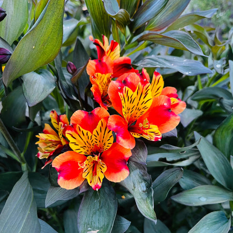 Alstroemeria 'indian summer'
