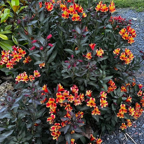 Alstroemeria 'indian summer'