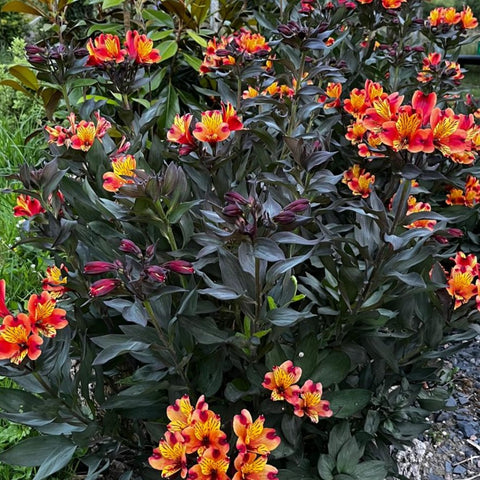 Alstroemeria 'indian summer'