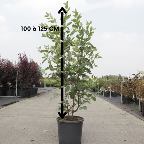 Amelanchier Lamarckii