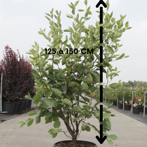 Amelanchier Lamarckii