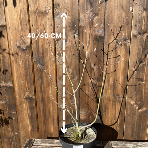 Amelanchier Lamarckii