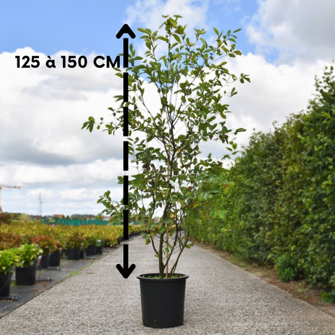 Amelanchier Lamarckii - Cépée