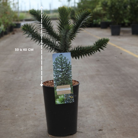 Araucaria