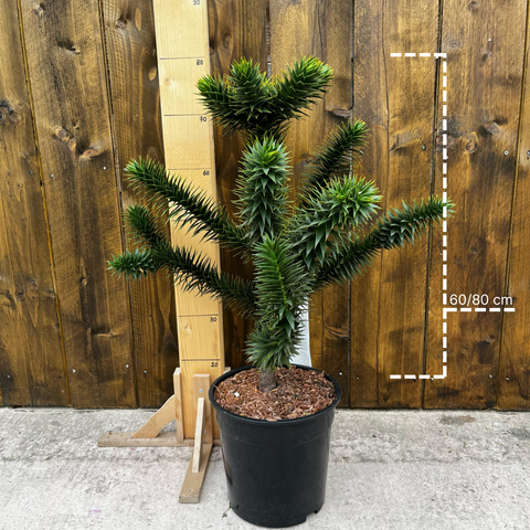 Araucaria