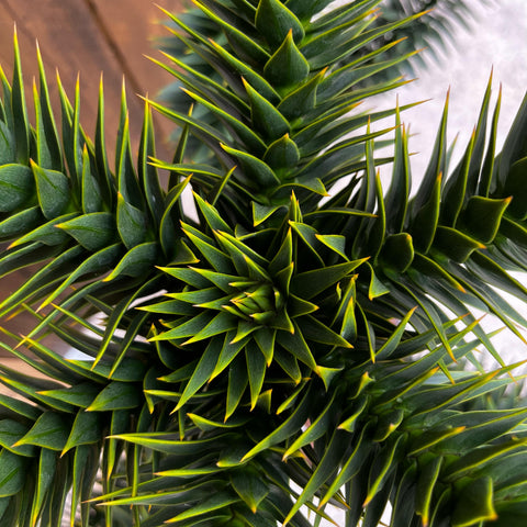 Araucaria