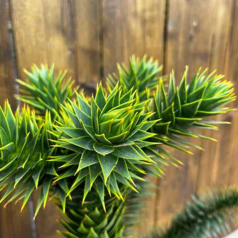 Araucaria