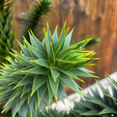 Araucaria