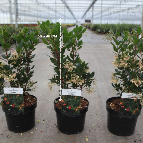Arbutus unedo 'Rubra' - Arbousier
