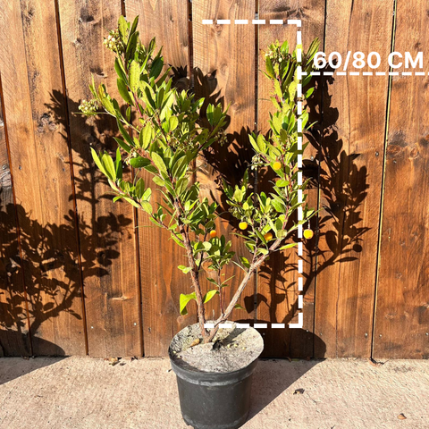 Arbousier 'Atlantic'