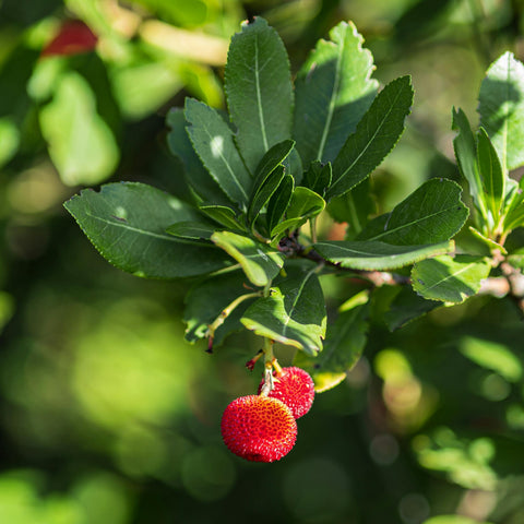 Arbousier 'Atlantic'