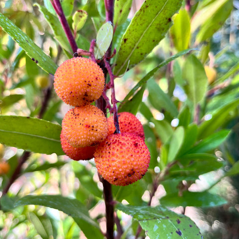 Arbousier 'Atlantic'