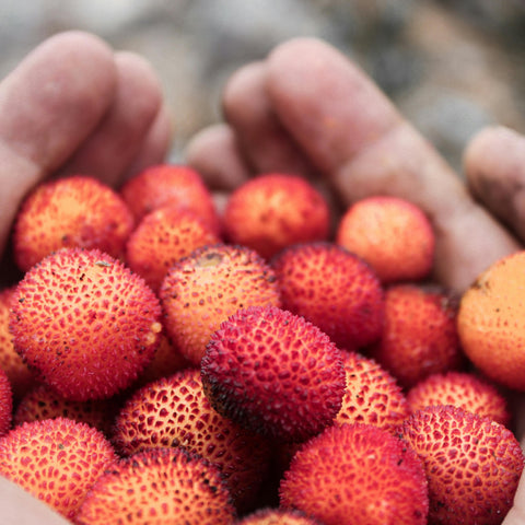 Arbousier 'Atlantic'