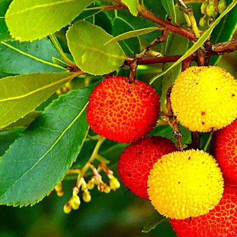 Arbousier 'Atlantic'