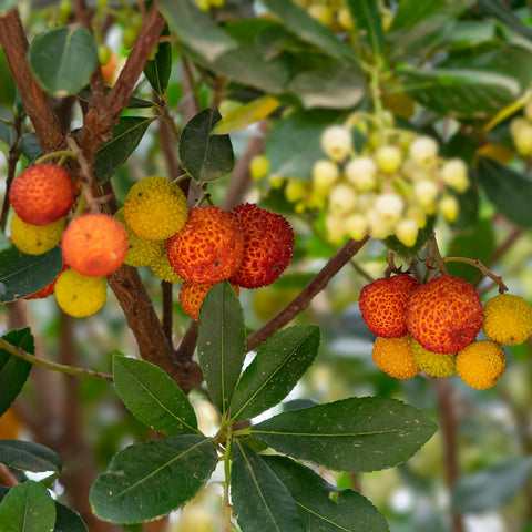 Arbousier 'Atlantic'