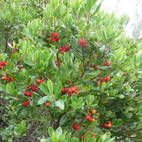 Arbousier 'Atlantic'