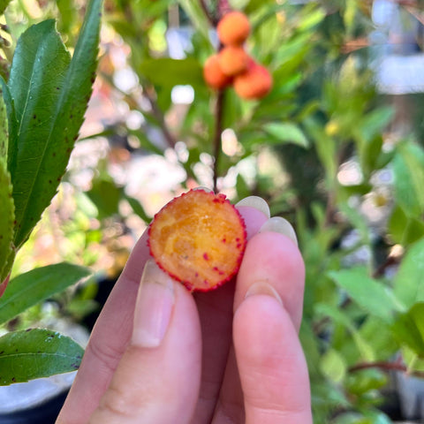 Arbousier 'Atlantic'