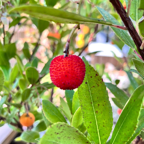 Arbousier 'Atlantic'