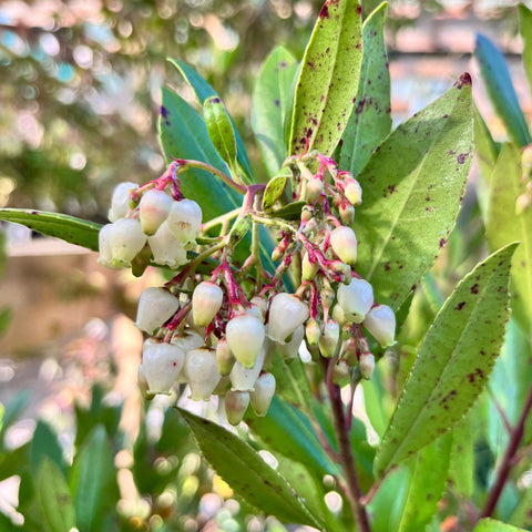 Arbousier 'Atlantic'