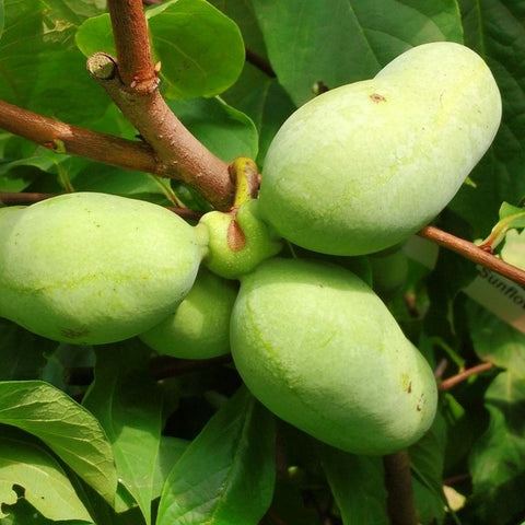 Asiminier