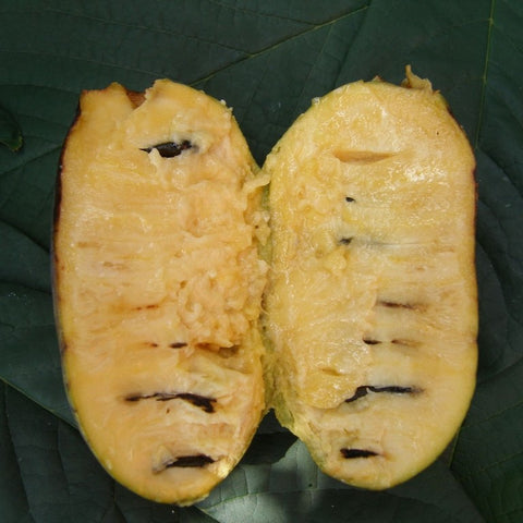 Asiminier