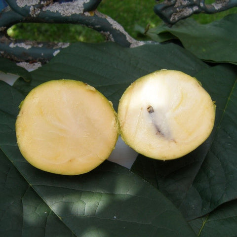 Asiminier