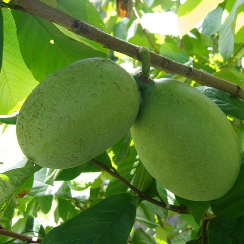 Asiminier