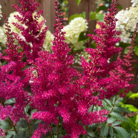 Astilbe 'Elisabeth Van Veen'