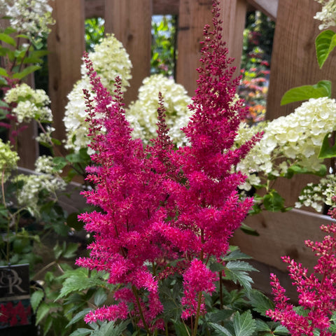 Astilbe 'Elisabeth Van Veen'