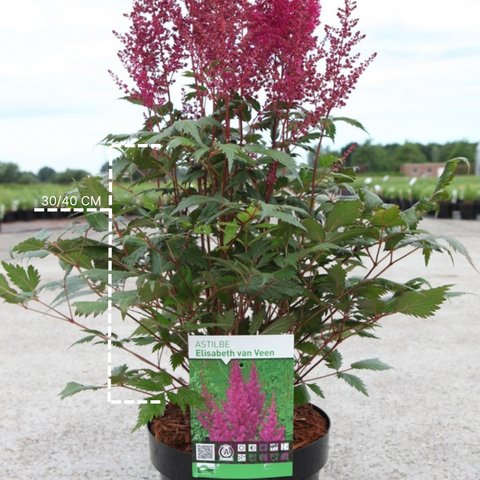 Astilbe 'Elisabeth Van Veen'
