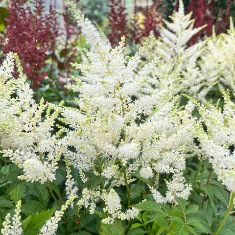 Astilbe 'Washington'