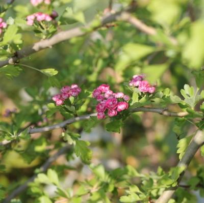 Aubépine rose