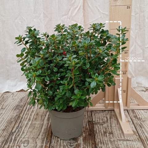 Azalée du Japon 'hino crimson'
