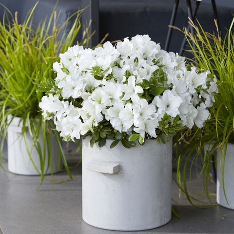 Azalée du Japon 'Pure White'