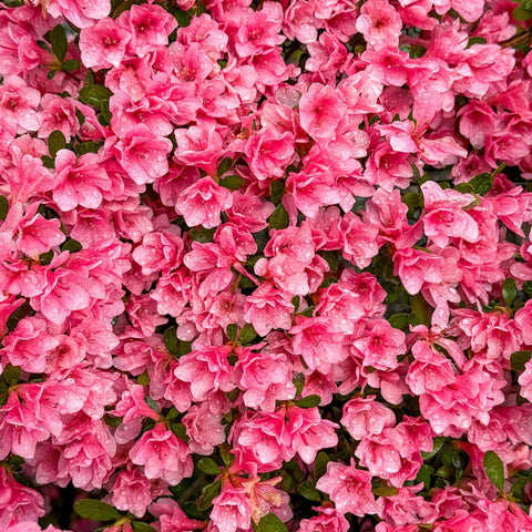 Azalée du Japon 'Cascadula bright fuchsia'