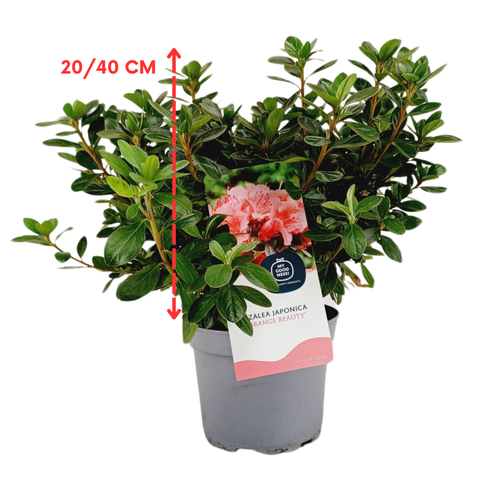 Azalée du Japon 'Orange Beauty'