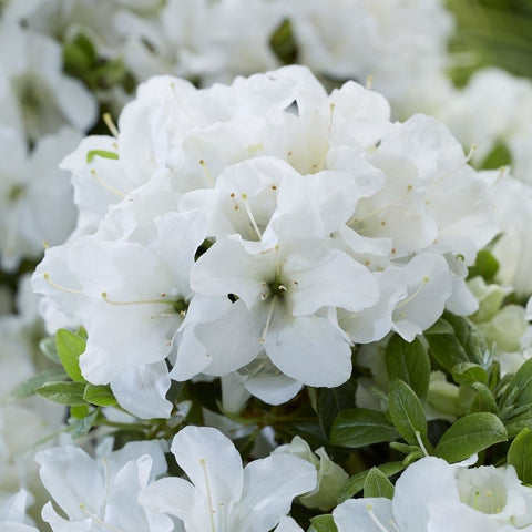 Azalée du Japon 'Pure White'
