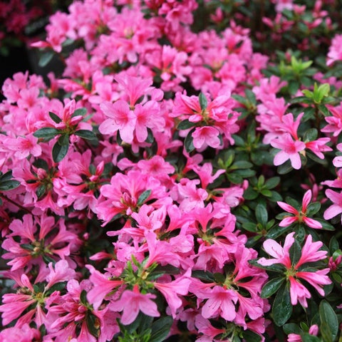 Azalée du Japon 'Madame Van Hecke'
