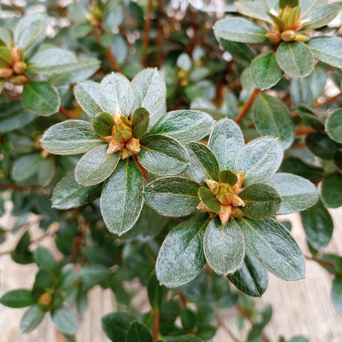 Azalée du Japon 'Amoena'