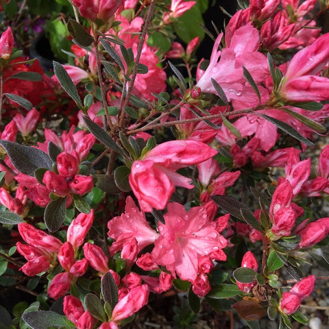 Azalée du Japon 'Madame Van Hecke'