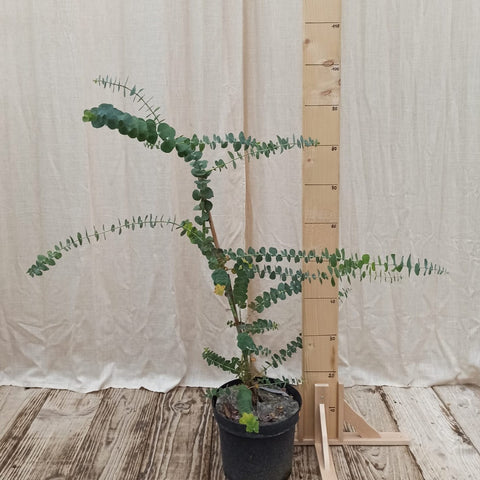 Eucalyptus Baby Blue