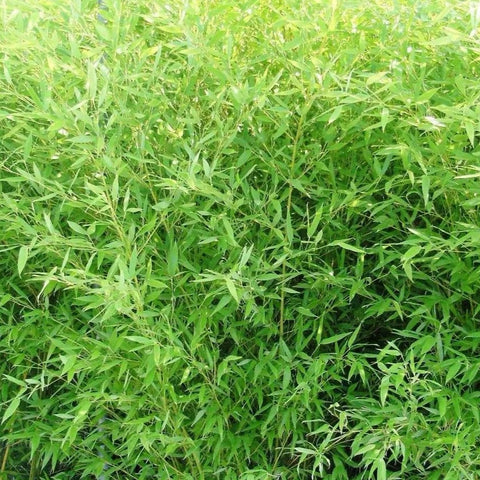 Bambou bissetii