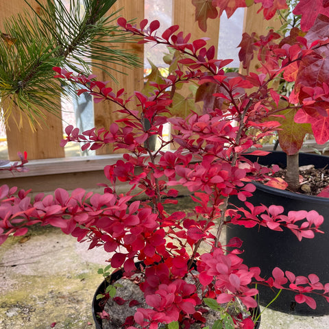 Berberis pourpre