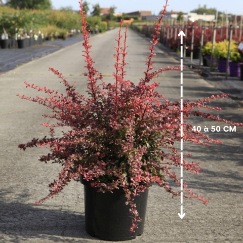 Berberis thunbergii 'Harlequin'