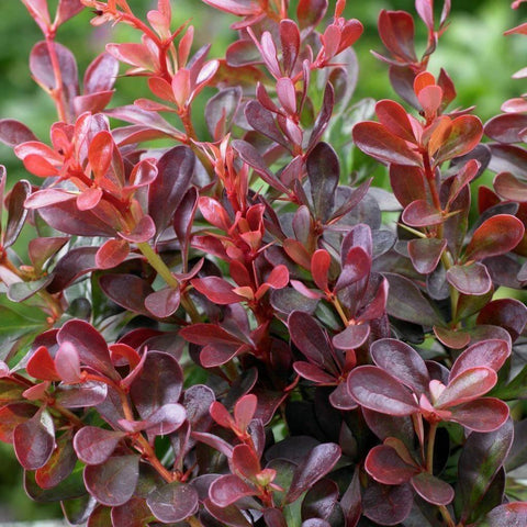 Berberis pourpre