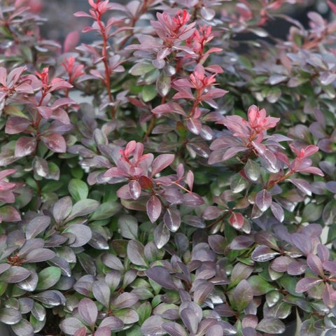 Berberis pourpre